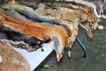 Bosna i Hercegovina zabranila ubijanje životinja radi krzna