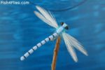T6144Adult Blue Damsel