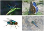 collage plavi insekti