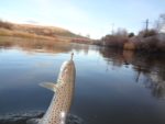 montana_pastrmka_2012_01