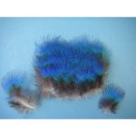 peacockblueneck