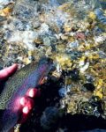 28908203_1825860500820816_876832528_n