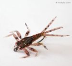 Hemingways-Realistic-Mayfly-Nymph-5382-2