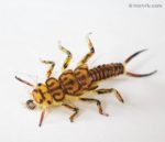 Hemingways-Realistic-Stonefly-Nymph-5364-3