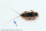 mayfly-tails1