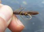 stone-fly-nymph