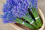 zenski-magazin-enterijer-saveti-i-ideje-moljci-lavanda-vrecice-lavande-garderoba-02