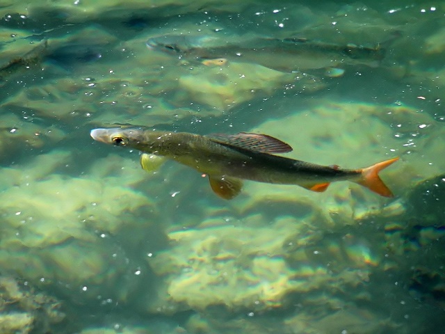 Ribe u lovostaju zbog mresta u aprilu