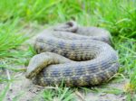 Natrix-tessellata-Foto