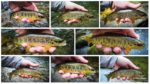collage pastrmke 1