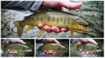collage pastrmke 2