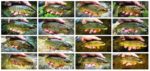collage sa Cabranke