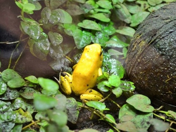 Zlatna žaba – otrov se čuva u malim bočicama