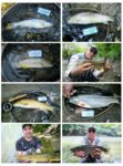 collage jesenice