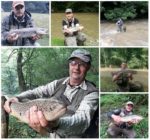 collage ribe