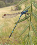 Common_blue_damselfly 02