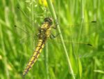 Vilin konjic Dragonfly Orthetrum_cancellatum