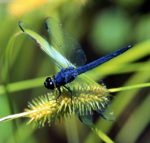 Vilin konjic plavi Libellula_incesta,