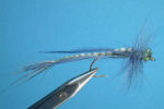 adult_damsel_blue