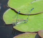 damselfly parenje