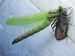 Common-Green-Darner-emergence-Rick-Stankiewicz-2