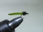 Green Rock Worm