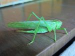 IMG_8610