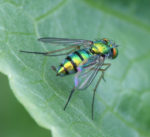 housefly6