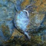 Gamarus VTrampa