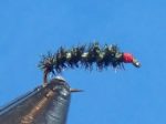 Peacock midge