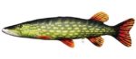 pike_3