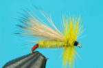 Yellow_Sally