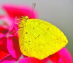 butterfly-3011588_960_720