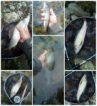collage lipljani