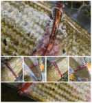 collage osteceni lipljan 3