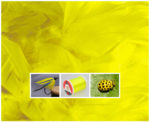 collage zuto glava