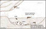 Caddis-Life-cycle web
