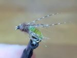 caddis pupa 1