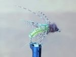 caddis pupa 2