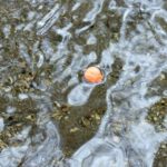 imagemagic