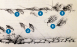 kedisi Dave Whitlock – Guide to Aquatic trout food