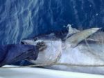 tuna