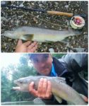collage glava
