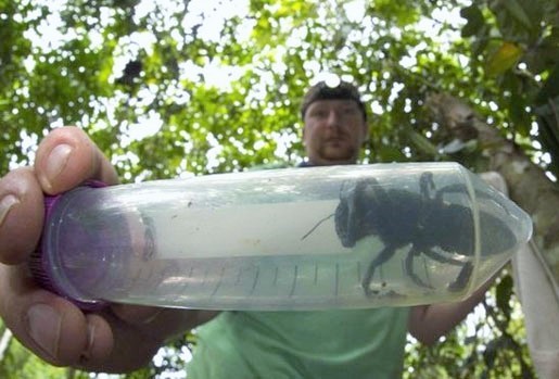 Ponovo otkrivena „izumrla“ džinovska pčela