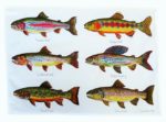 tea_towel_trout_with_text_900px