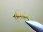 Johnson pupa glava