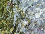 Pustena potocara web