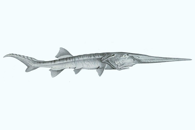 Izumrla jedna od najvećih i najstarijih slatkovodnih riba
