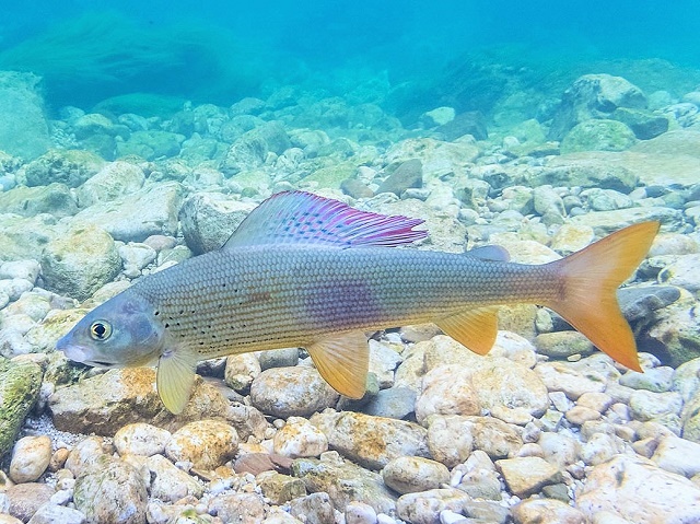 Lovostaj pojedinih vrsta riba zbog mresta u aprilu