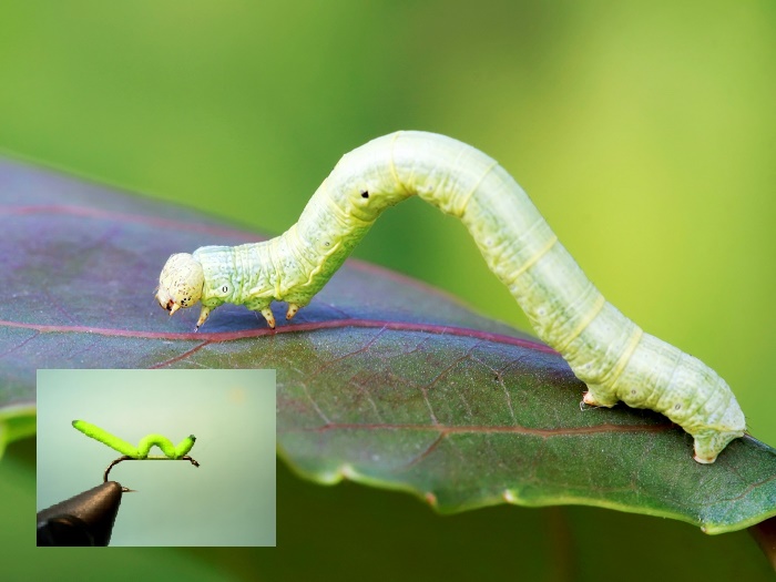 Imitacija zelene gusenice – Inchworm
